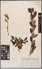 Foto von Salix aurita L.